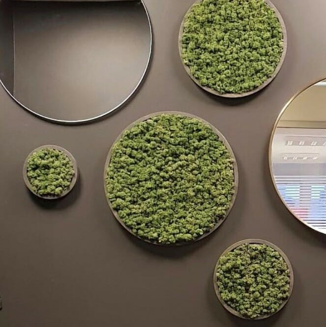 Grønne mose sirkler på veggen